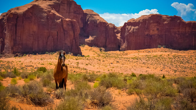 Horse desert mountains grass sky free wallpaper for desktop - medium preview image