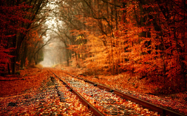 Train track forest leaves light free wallpaper for desktop - medium preview image