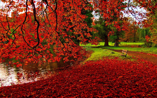 Bench tree red leaves river free wallpaper for desktop - medium preview image