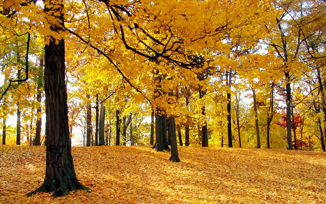 Park trees yellow leaves bench free wallpaper for desktop - medium preview image