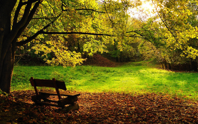 Park bench forest leaves grass free wallpaper for desktop - medium preview image