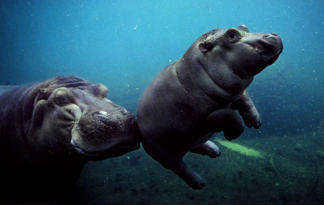 Two hippos swimming together in free wallpaper for desktop - medium preview image