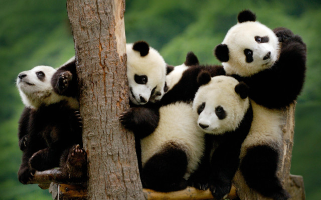 Panda bears tree branch forest free wallpaper for desktop - medium preview image