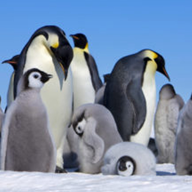Penguins standing snow together group #3 free wallpaper for tablet - medium preview image
