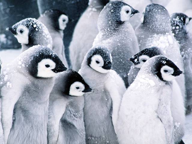 Penguins standing snow together group #4 free wallpaper for desktop - medium preview image