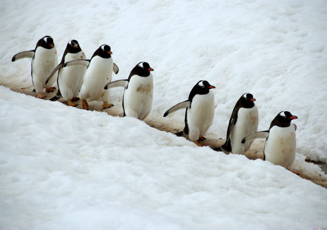 Penguins walking in the snow free wallpaper for desktop - medium preview image