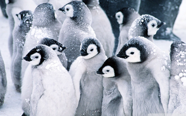 Penguins standing snow faces feet free wallpaper for desktop - medium preview image