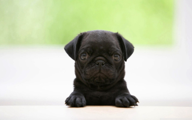 Black puppy sitting white surface free wallpaper for desktop - medium preview image