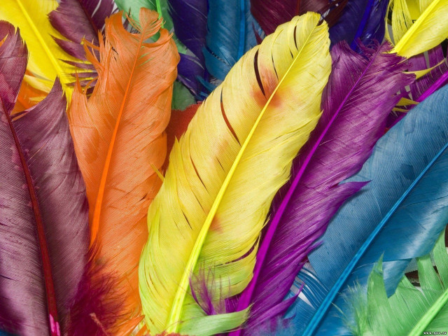 Colorful feathers closeup white background #2 free wallpaper for desktop - medium preview image