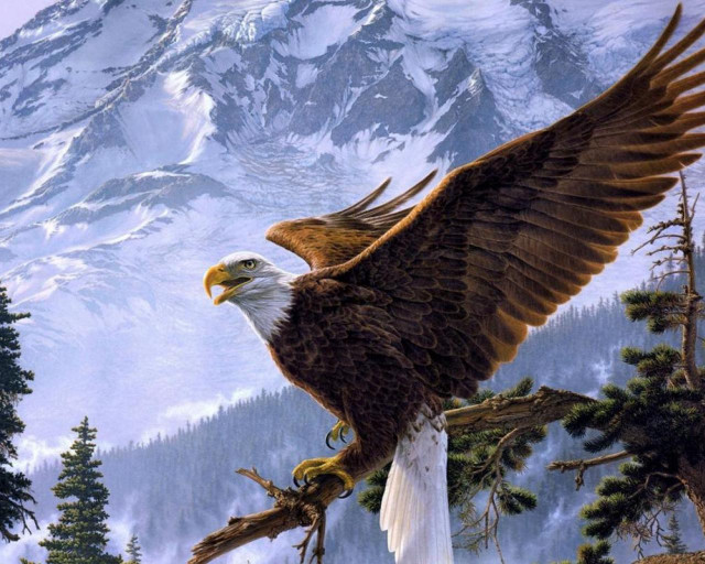 Eagle perched tree mountain snow free wallpaper for desktop - medium preview image
