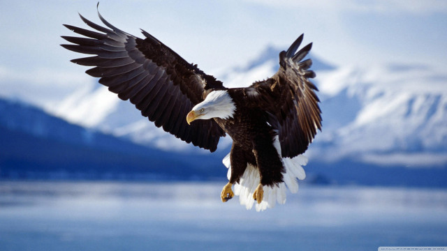 Bald eagle flying water mountains #8 free wallpaper for desktop - medium preview image