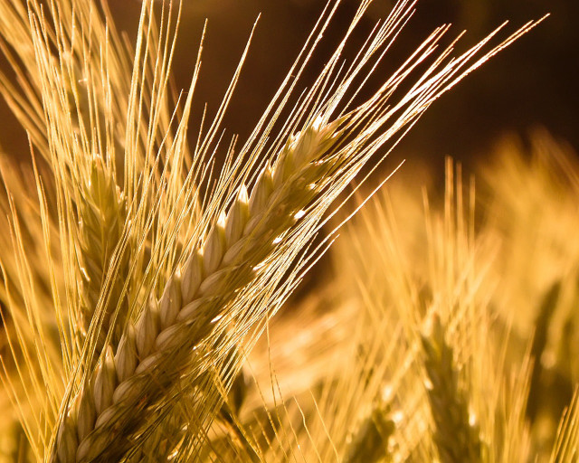 Wheat closeup blurry background sunset #2 free wallpaper for desktop - medium preview image