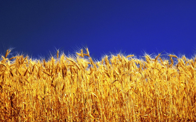Ripe wheat blue sky clouds free wallpaper for desktop - medium preview image