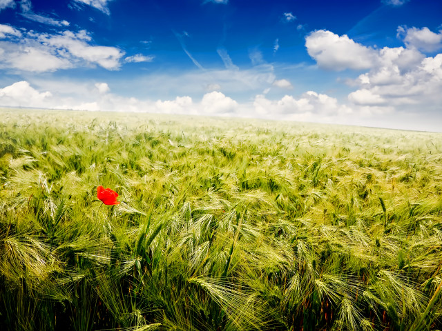 Red flower green wheat blue free wallpaper for desktop - medium preview image