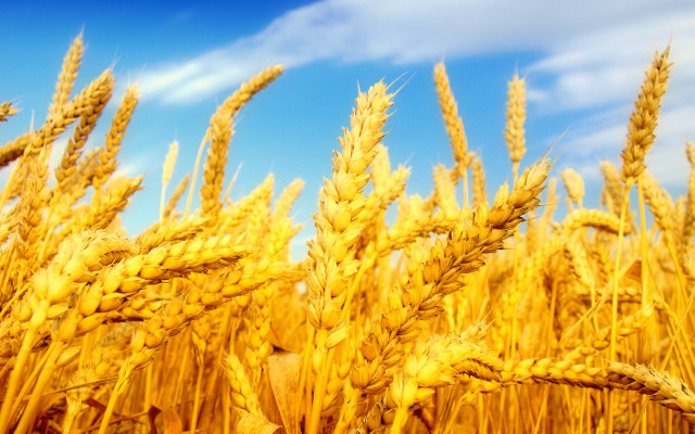 Ripe wheat field blue sky free wallpaper for desktop - medium preview image