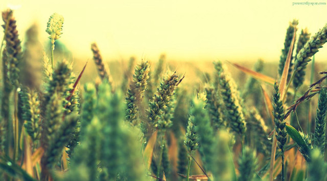 Green grass blurry sky background free wallpaper for desktop - medium preview image