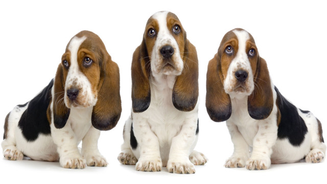 Three basset hounds white background free wallpaper for desktop - medium preview image