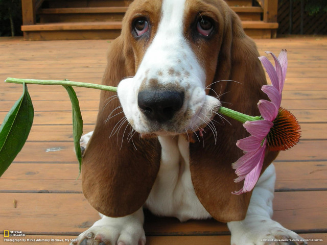Dog holding flower deck wooden free wallpaper for desktop - medium preview image