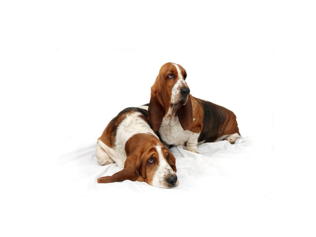 Basset hounds laying white surface free wallpaper for desktop - medium preview image