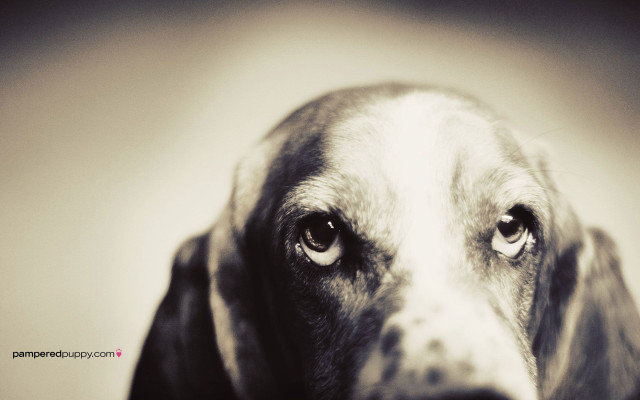 Sad dog looking camera art free wallpaper for desktop - medium preview image