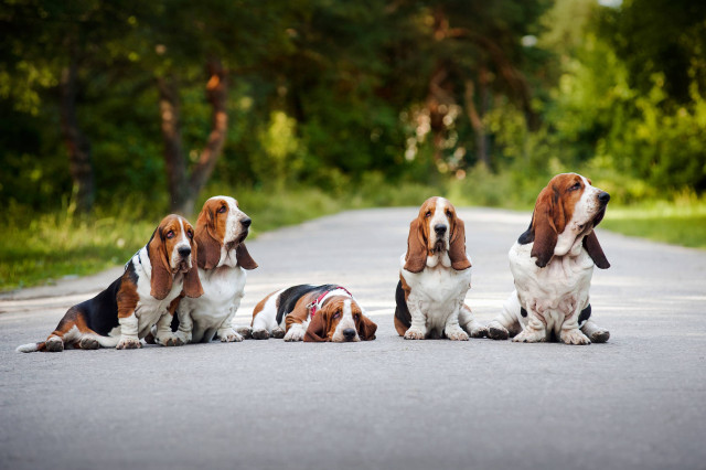 Basset hounds sitting road sunny free wallpaper for desktop - medium preview image