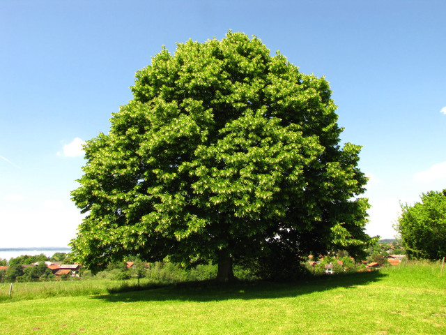 Large tree grassy field blue free wallpaper for desktop - medium preview image