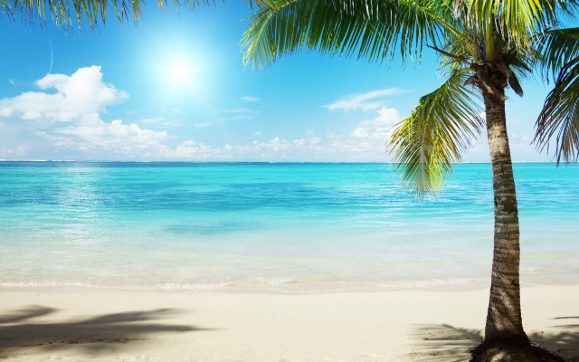 Palm tree beach sun ocean free wallpaper for desktop - medium preview image
