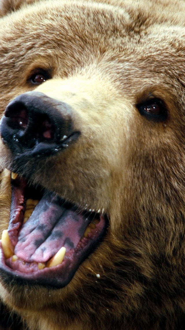 Brown bear mouth open tongue free wallpaper for mobile - medium preview image