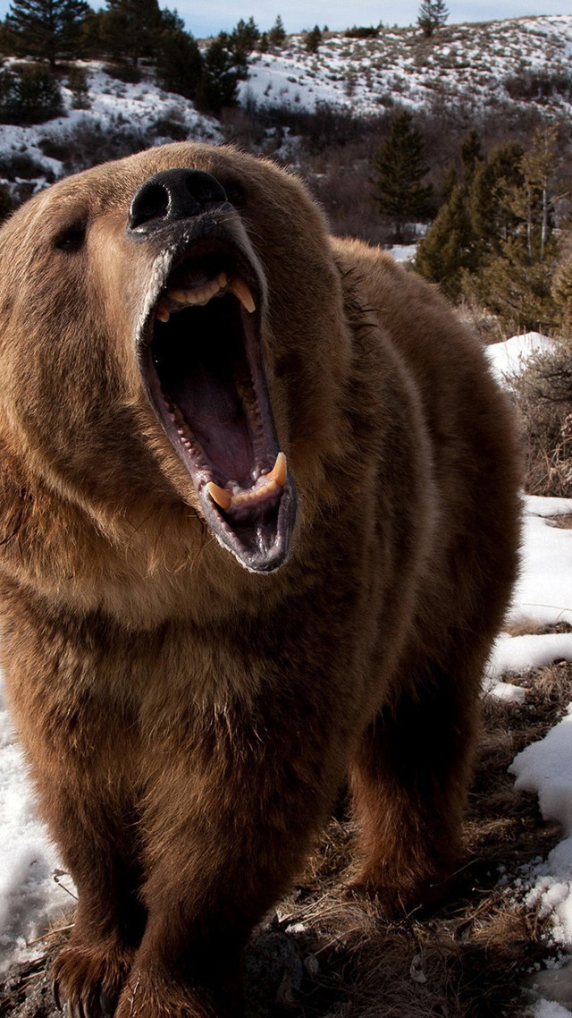 Brown bear mouth open snow free wallpaper for mobile - medium preview image