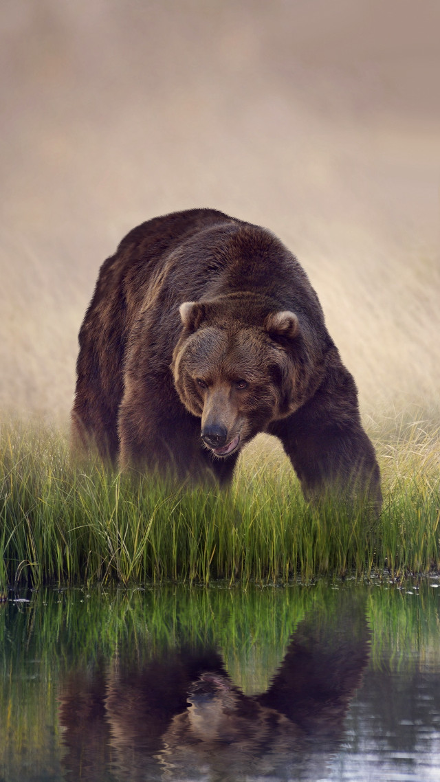Bear walking grass water reflection free wallpaper for mobile - medium preview image