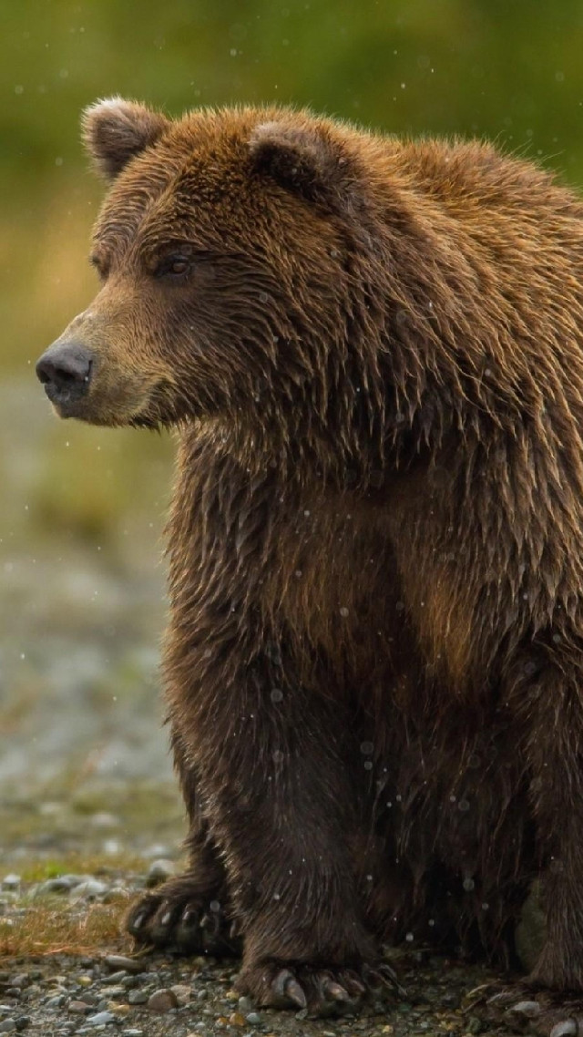 Brown bear rocky field forest free wallpaper for mobile - medium preview image