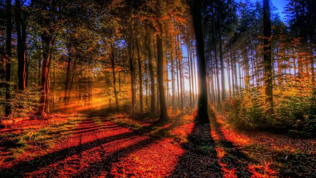 Forest sunbeam trees background long free wallpaper for desktop - medium preview image