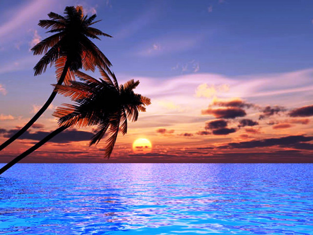Palm tree water sunset sun free wallpaper for desktop - medium preview image