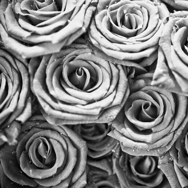Black white roses water droplets free wallpaper for tablet - medium preview image