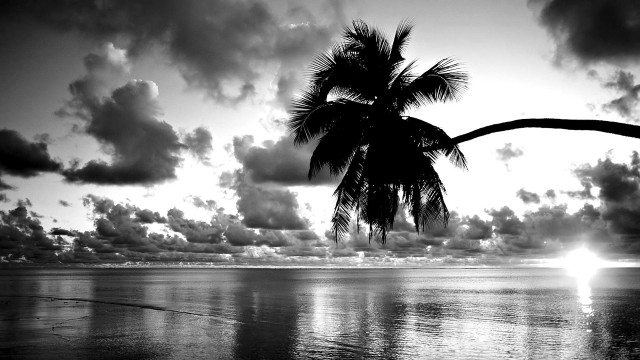 Palm tree silhouette beach sunset free wallpaper for desktop - medium preview image