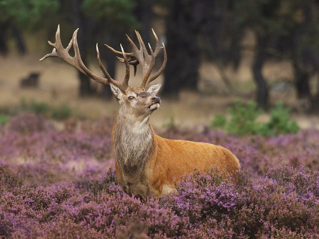 Deer antlers purple flowers field free wallpaper for desktop - medium preview image