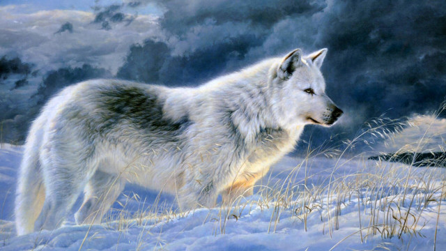 Wolf snow storm background full free wallpaper for desktop - medium preview image