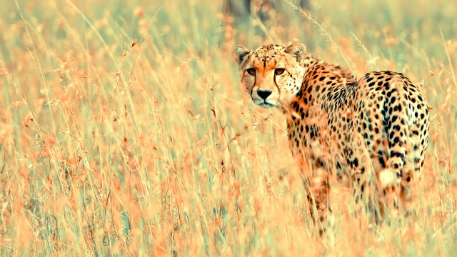 Cheetah tall grass looking camera free wallpaper for desktop - medium preview image