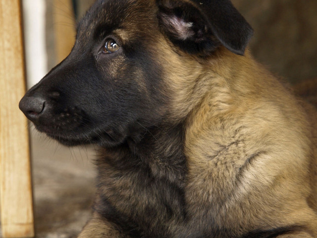 Dog sitting wooden post sad free wallpaper for desktop - medium preview image