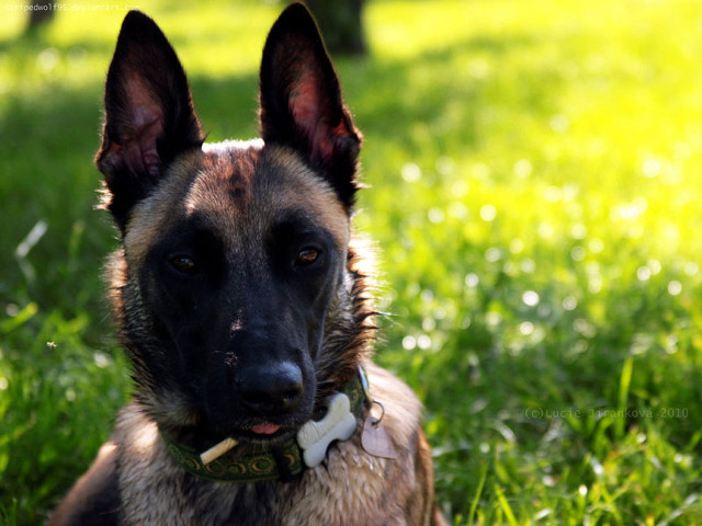 Dog laying grass collar tag free wallpaper for desktop - medium preview image