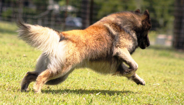 Dog running frisbee grass fence free wallpaper for desktop - medium preview image