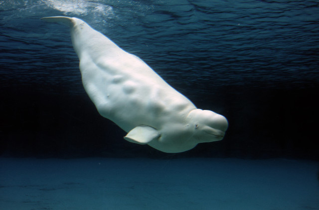 Polar bear swimming ocean water free wallpaper for desktop - medium preview image