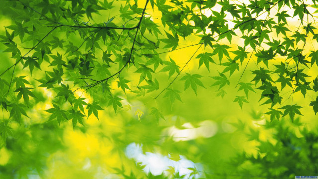 Green tree leaves sunlight daytime free wallpaper for desktop - medium preview image