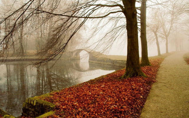 Bridge river trees leaves fog free wallpaper for desktop - medium preview image