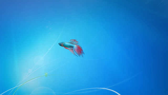 Fish swimming blue water ocean free wallpaper for desktop - medium preview image