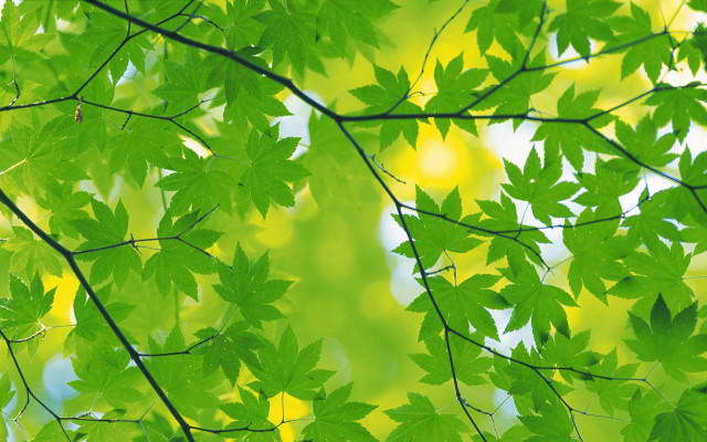 Green leafy tree yellow background free wallpaper for desktop - medium preview image
