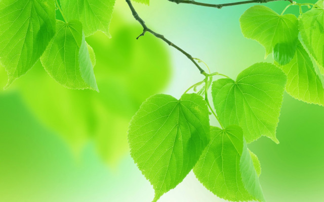 Green branch leaves butterfly gradient free wallpaper for desktop - medium preview image