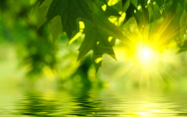 Green leaf water reflection sunlight free wallpaper for desktop - medium preview image