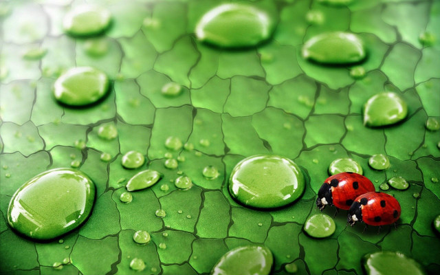 Ladybug green leaf water drops #2 free wallpaper for desktop - medium preview image