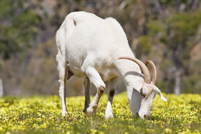 Goat grazing green grass flowers free wallpaper for desktop - medium preview image